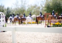 Estate Planning: What Every Equestrian Family Should Address