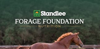 Standlee Launches Forage Foundation™ to Advance the Role of Forage in Equine Nutrition