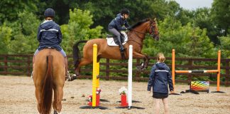 Horse Spot Expands Beyond the Show Ring