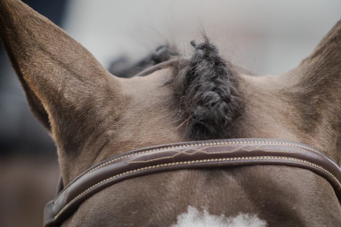 A Horse-First Culture Starts With How We Teach Humans – The Plaid Horse Magazine