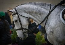 What Your Horse Is Already Telling You
