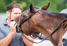 Horse Husband Guidebook