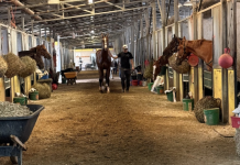 What Are We Doing to Stop the Horse Slaughter Pipeline?